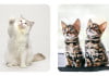 Explore the World of 06 Unique Cats: Breeds, Traits, and Stories 02 uniquely patterned cats each with a distinct expression and pose