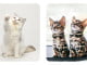 Explore the World of 06 Unique Cats: Breeds, Traits, and Stories 02 uniquely patterned cats each with a distinct expression and pose