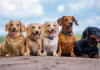 Bunch of small dog breeds for apartments lifestyle