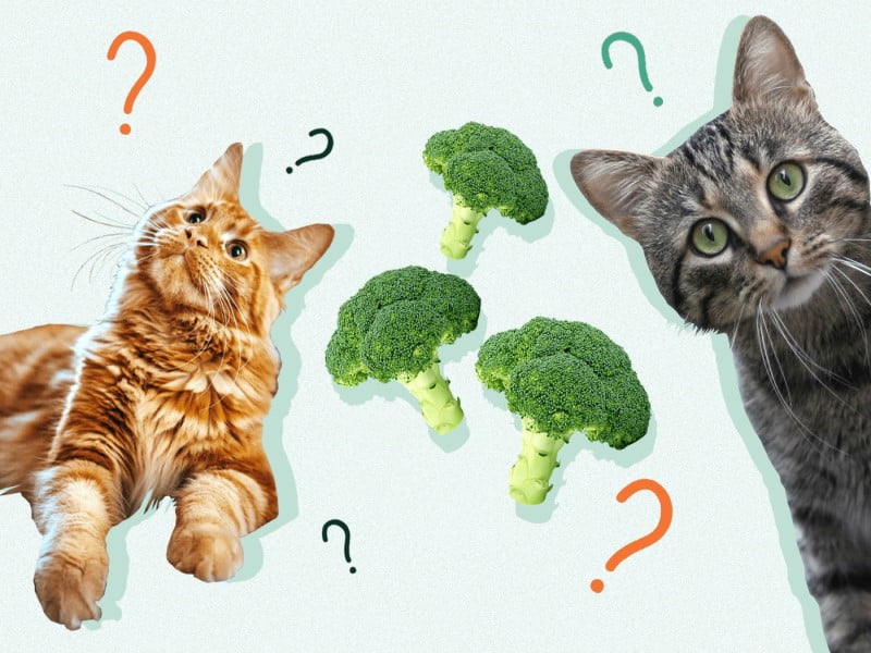 Can Cats Eat Broccoli