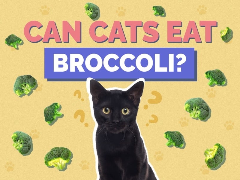 Can Cats Eat Broccoli