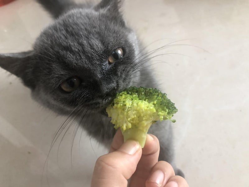 Can Cats Eat Broccoli