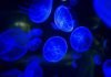 Deep-Sea Bioluminescence