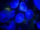 Deep-Sea Bioluminescence