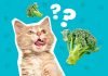 Can Cats Eat Broccoli
