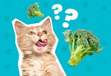Can Cats Eat Broccoli? A Comprehensive Guide for Curious Cat Owners Can Cats Eat Broccoli