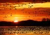Migrations of Birds